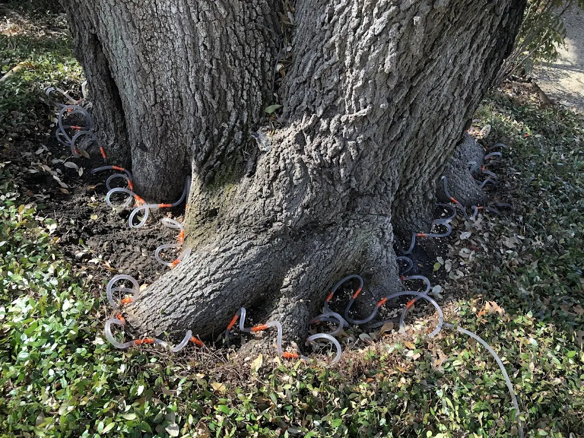 Detailed Tree Cabling and Bracing job site in South River