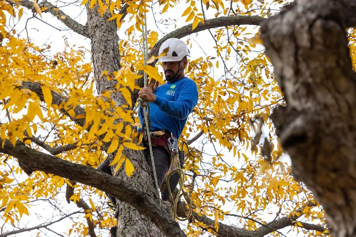 Skilled Tree Planing crew working in South River