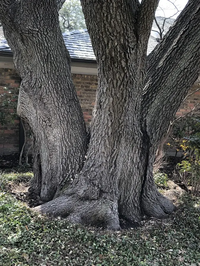 Mature heritage tree close to a South River property cared for by certified arborists